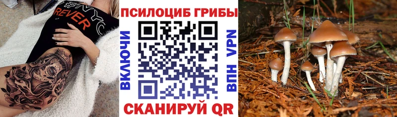 Купить закладки  Богородск  Галлюциногенные грибы MAGIC MUSHROOMS 